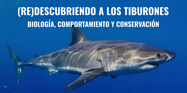 Curso (RE)DESCUBRIENDO A LOS TIBURONES